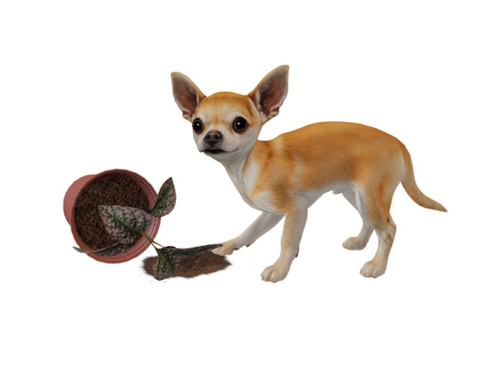 8. Mutresse-Tiny Chihuahuas