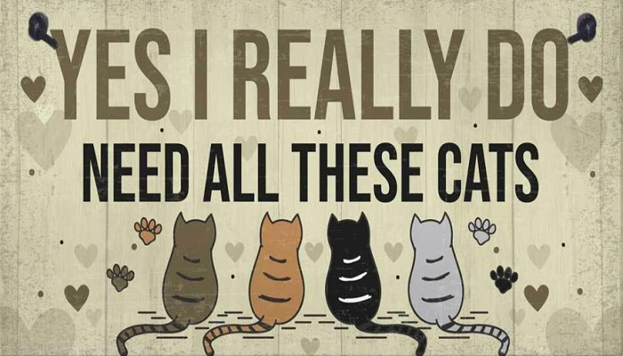 Poster-Cats-Need All These Cats
