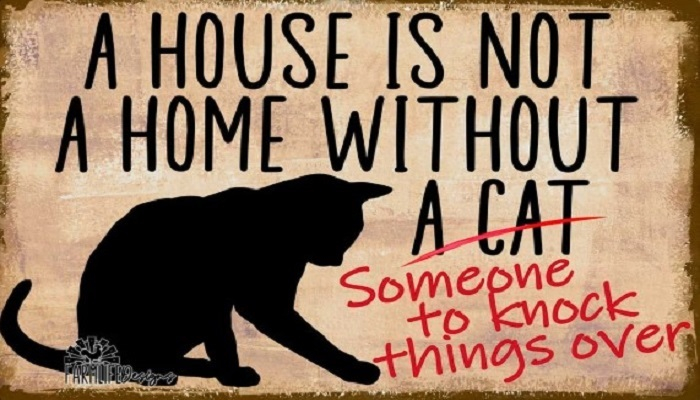 Poster-Cats-Knock Things Over
