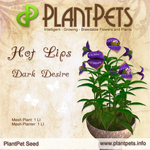 PlantPet Seed [Chrysanth *Neptune*]