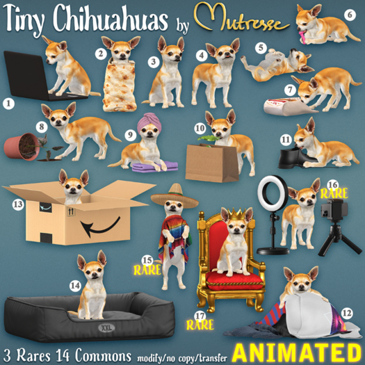 1. Mutresse-Tiny Chihuahuas