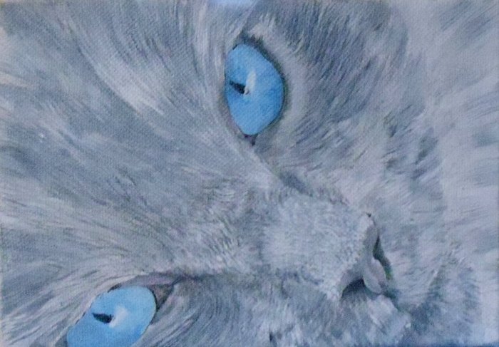 Bijou the Ragdoll Cat