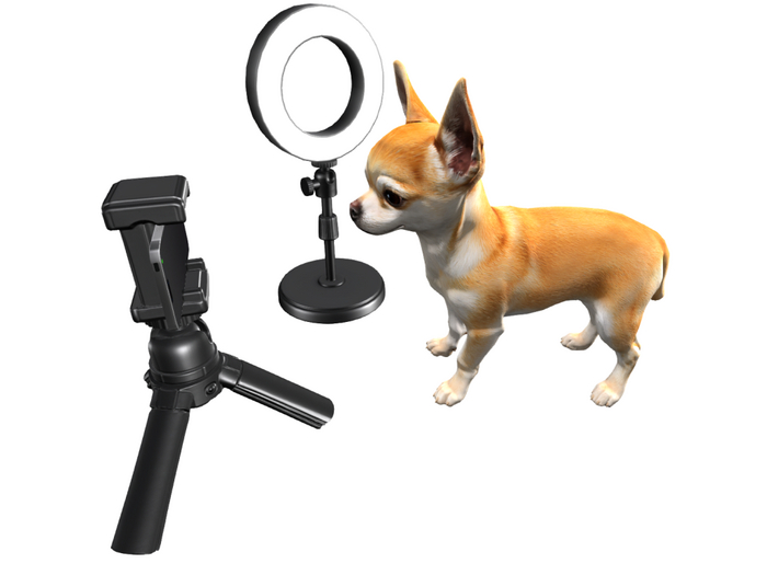 16. Mutresse-Tiny Chihuahuas RARE
