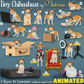 3. Mutresse-Tiny Chihuahuas