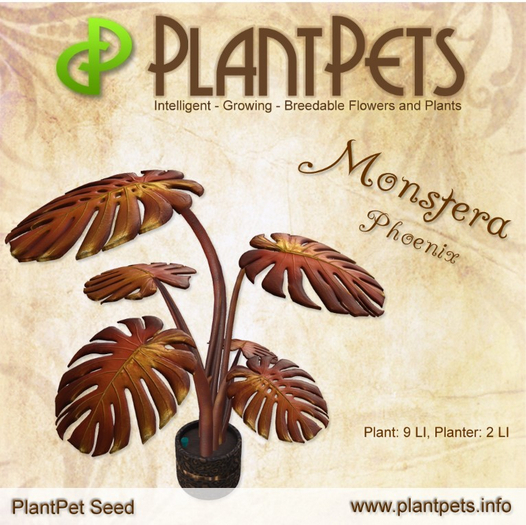 PlantPet Seed [Monstera *Phoenix*] RARE
