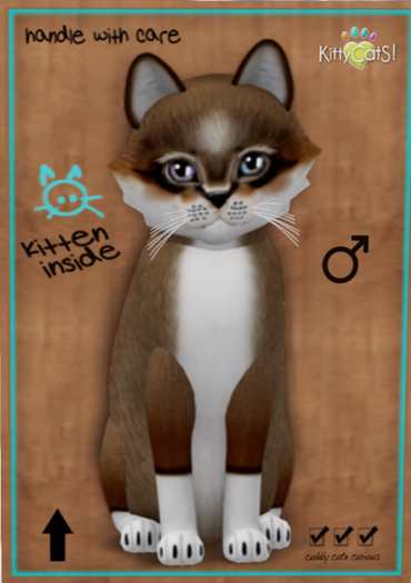 KittyCatS Box - Foxie - Chestnut - boy - Odyssey