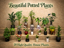 Beautiful Potted Plants