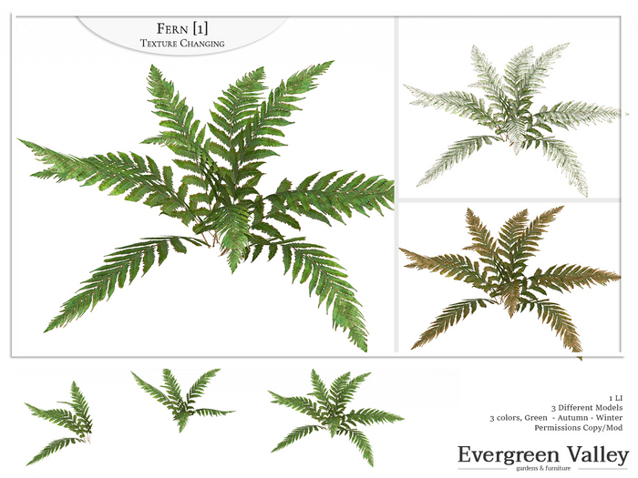 Fern [1] Texture Changing