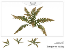 Fern [1] Autumn