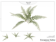 Fern [1] Winter
