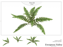 Fern [1] Green