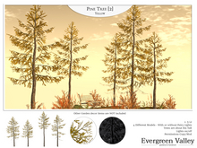 Pine Tree [2] Autumn Yellow