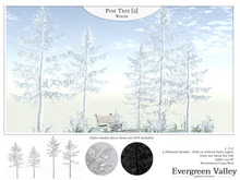 Pine Tree [2] Winter