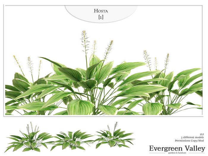 Hosta [1]