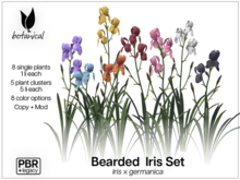 Botanical - Bearded Iris