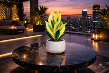 Golden Variegated Plant – Decorative Yellow Green Potted Plant