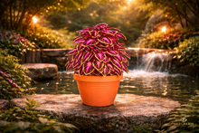 Neon Pink Foliage Plant – Decorative Vibrant Potted Plant