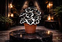 Black White Contrast Plant – Decorative Graphic Foliage Potted Plant