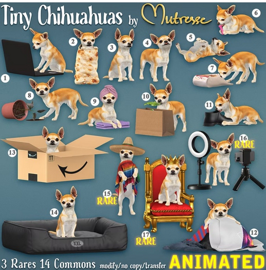 5. Mutresse-Tiny Chihuahuas