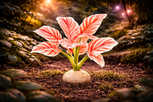 Red White Striped Foliage Plant – Decorative Exotic Indoor Plant