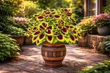 Green Purple Coleus Plant – Decorative Variegated Indoor Foliage