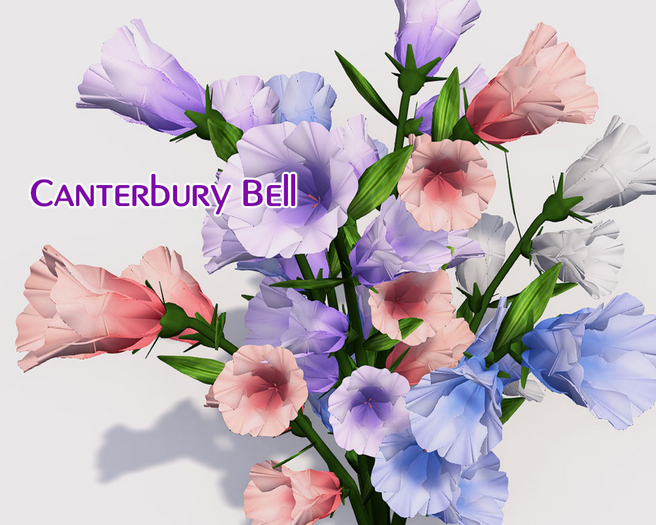 - Full Perm - Beautiful Canterbury Bell