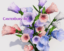 - Full Perm - Beautiful Canterbury Bell