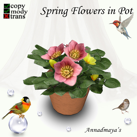 Spring Flowers in Pot - 3