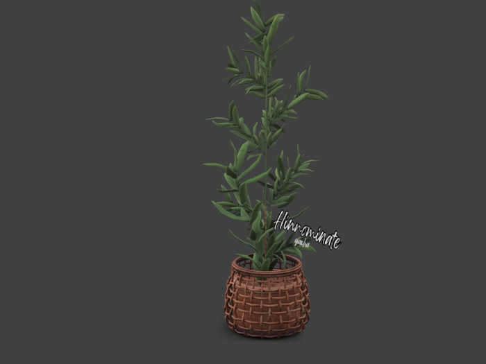 2. [Merak] - Palm Plant