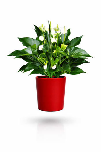 Peace lily in vibrant red pot