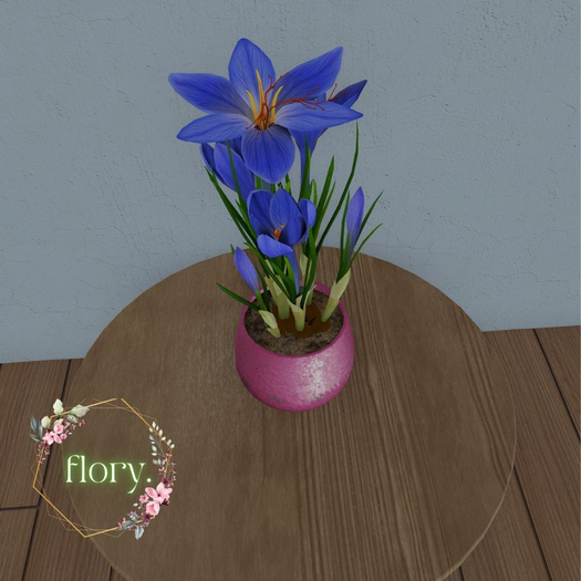 flory. - Blue Crocus