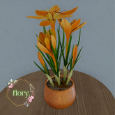 flory. - Yellow Crocus