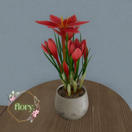 flory. - Red Crocus