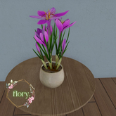 flory. - Pink Crocus
