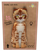 KittyCatS Box - Australian Mist - Ginger, New Born Kitten