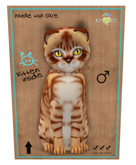KittyCatS Box - New Born Kitten Australian Mist - Ginger