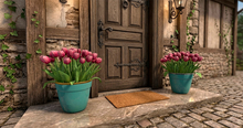 <Aphrodite> Spring tulips on a pot