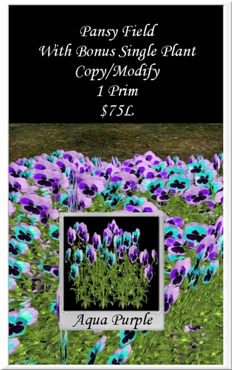 Pansy Field - Aqua Purple 