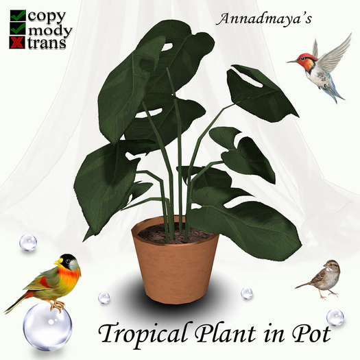 Tropical Plant in Pot - 3
