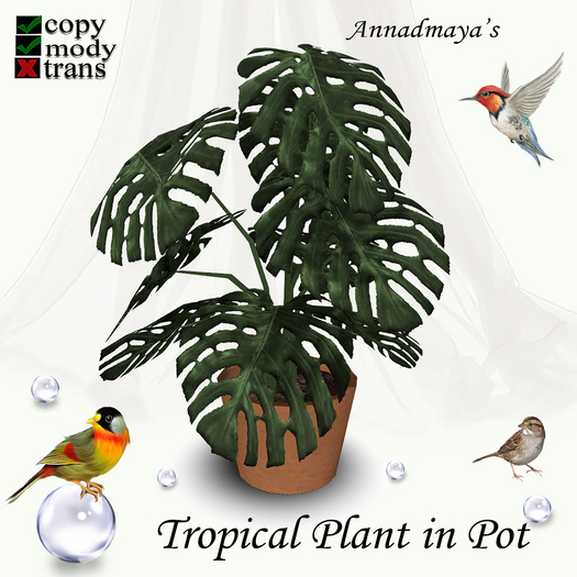 Tropical Plant in Pot - 4