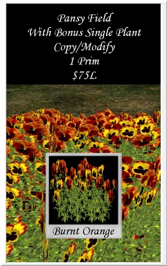 Pansy Field Burnt Orange 