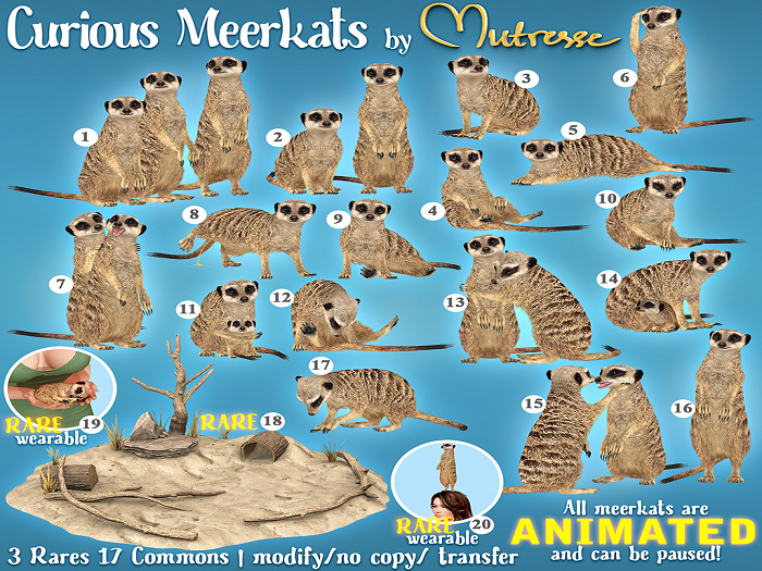 2. Mutresse-Curious Meerkats