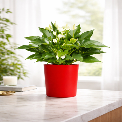 Peace lily in vibrant red pot