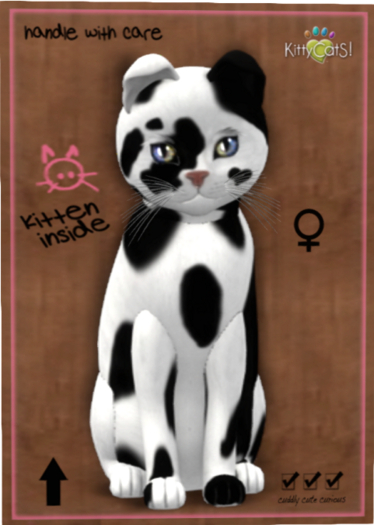 KittyCatS Box - NuMoo