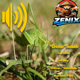 *ZENIX* SoundDesign "Crickets"