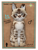 KittyCatS Box - Cabbit New Born Kitten Australian Mist - Dark Chocolate