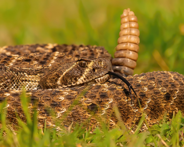 .NS. Rattler snake tail // gesture animation 