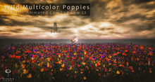 Poppies
