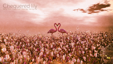 Chequered Lily Meadow Animated Elegant Fritillaria By Little Branch