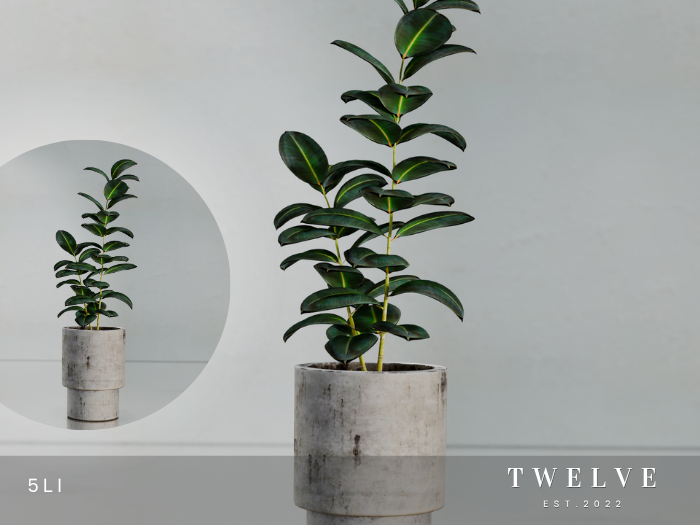 TWELVE - Eniola Plant